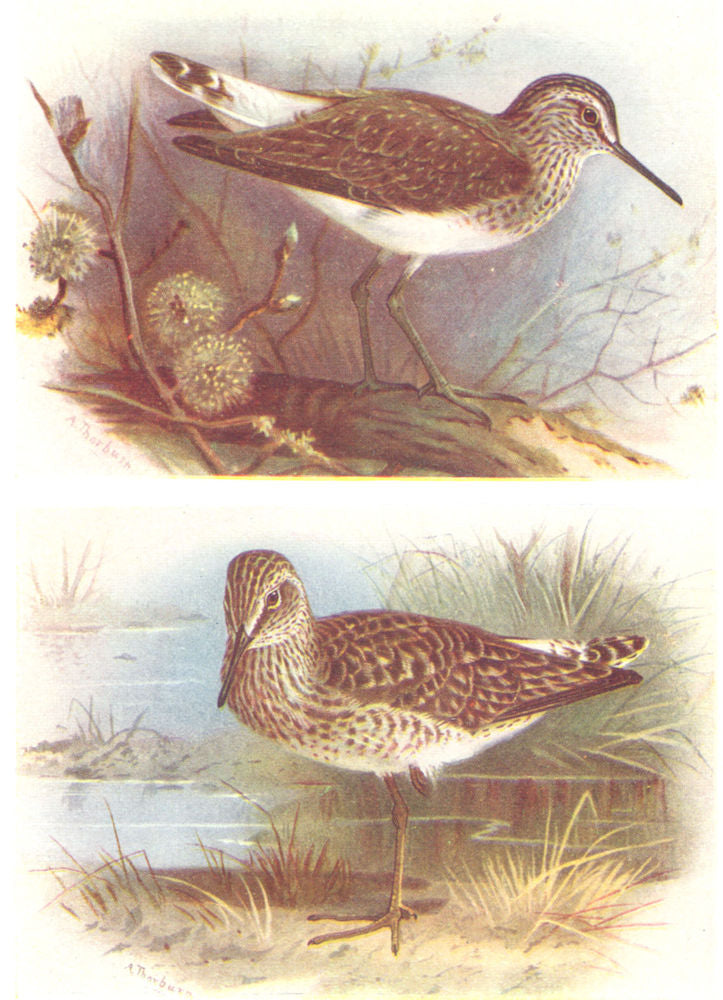 BRITISH BIRDS. Green Sandpiper; Wood Sandpiper. THORBURN 1925 old print